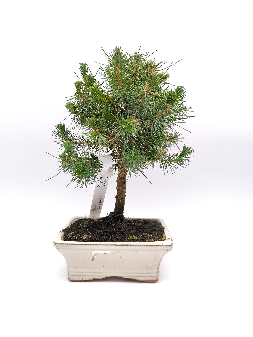 Aleppo-Kiefer - Pinus halepensis, 8 Jahre, Bonsai/ Rohware