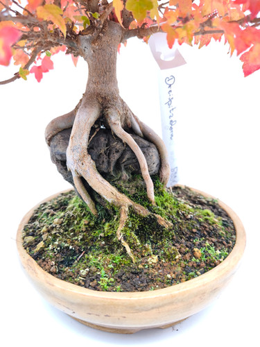Dreispitz Ahorn - Acer buergerianum, Bonsai/ Rohling in Frank Mller Schale  | Black Label Bonsai
