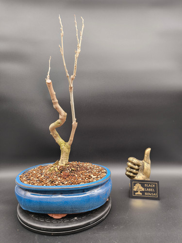 birkenfeige ficus benjamini kaufen AIRY System M inkl. Birkenfeige hier bestellen main image 1