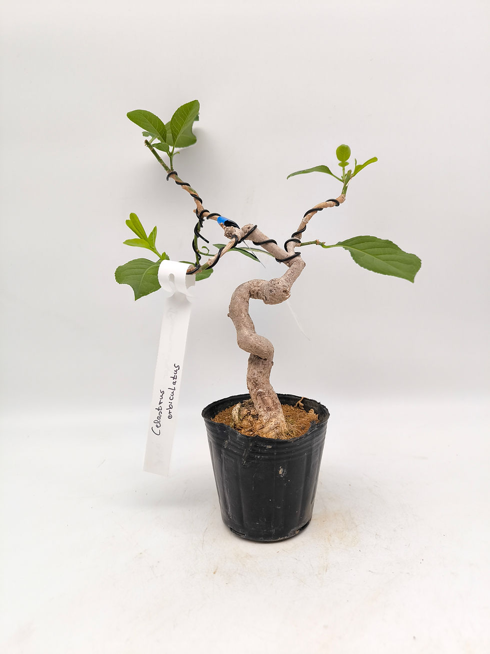 Baumwürger - Celastrus orbiculatus, Bonsai/ Shohin