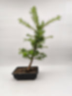 Japanische Lärche - Larix kaempferi, Bonsai/ Rohware