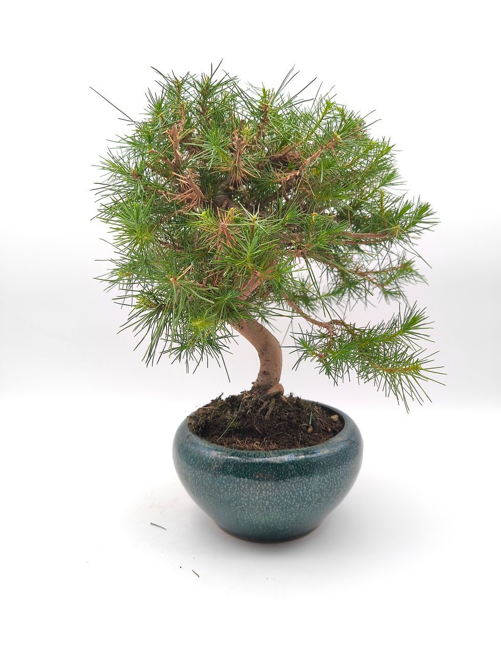 Miniaturbild: Aleppo-Kiefer - Pinus halepensis, 10 Jahre, Bonsai/ Rohling