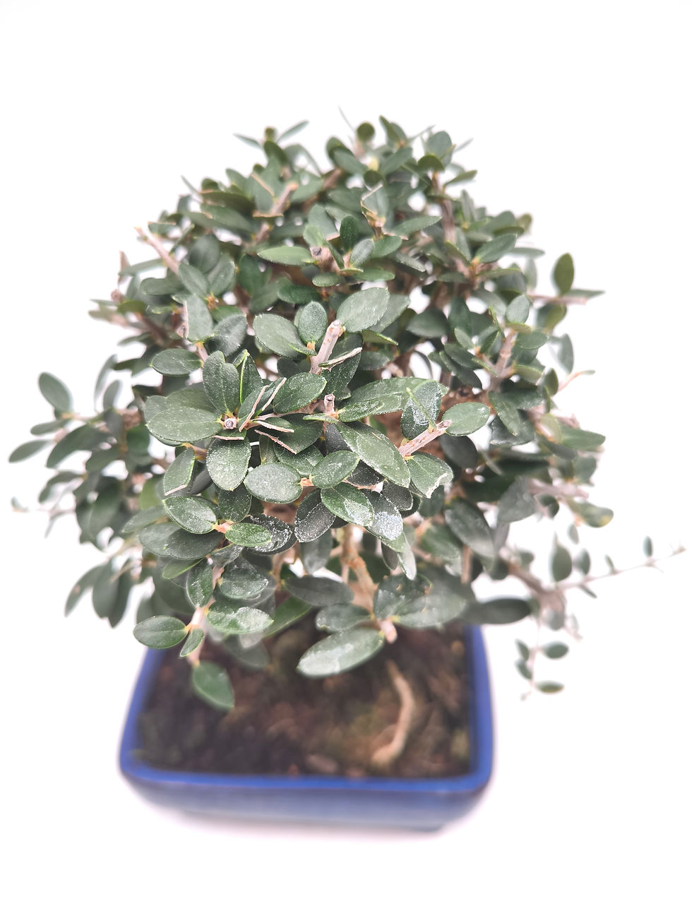 Wild-Olive - Olea europaea var. sylvestris, 8 Jahre, Bonsai/ Rohling