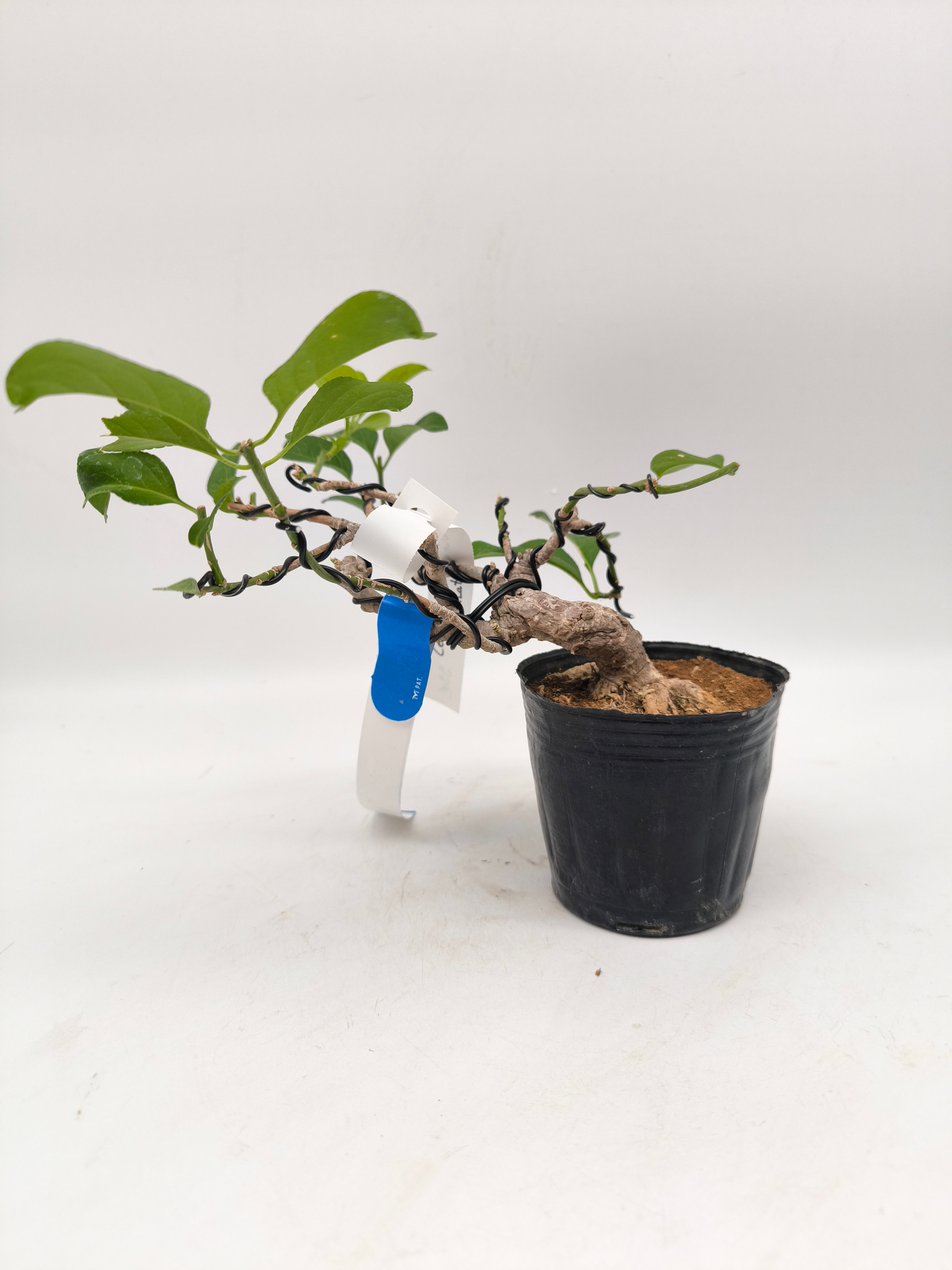 Baumwürger - Celastrus orbiculatus, Bonsai/ Shohin