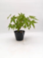 Fächerahorn - Acer palmatum, Bonsai/ Rohling