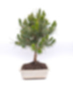 Aleppo-Kiefer - Pinus halepensis, 8 Jahre, Bonsai/ Rohware