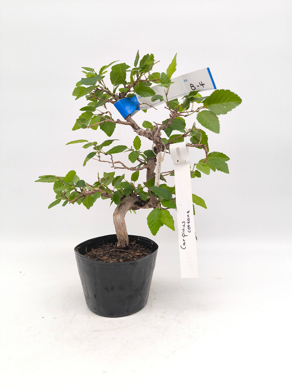 Koreanische Hainbuche - Carpinus coreana, Bonsai/ Rohling