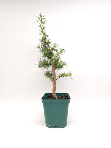 bambus wolle eigenschaften Bamboo Jazz