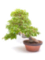Dreispitz-Ahorn - Acer buergerianum, Bonsai