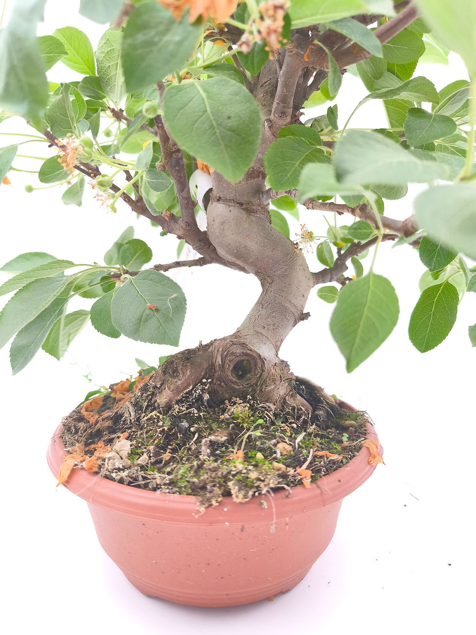 Miniaturbild: Chinesischer Apfel - Malus spectabilis, 16 Jahre, Bonsai/ Rohling