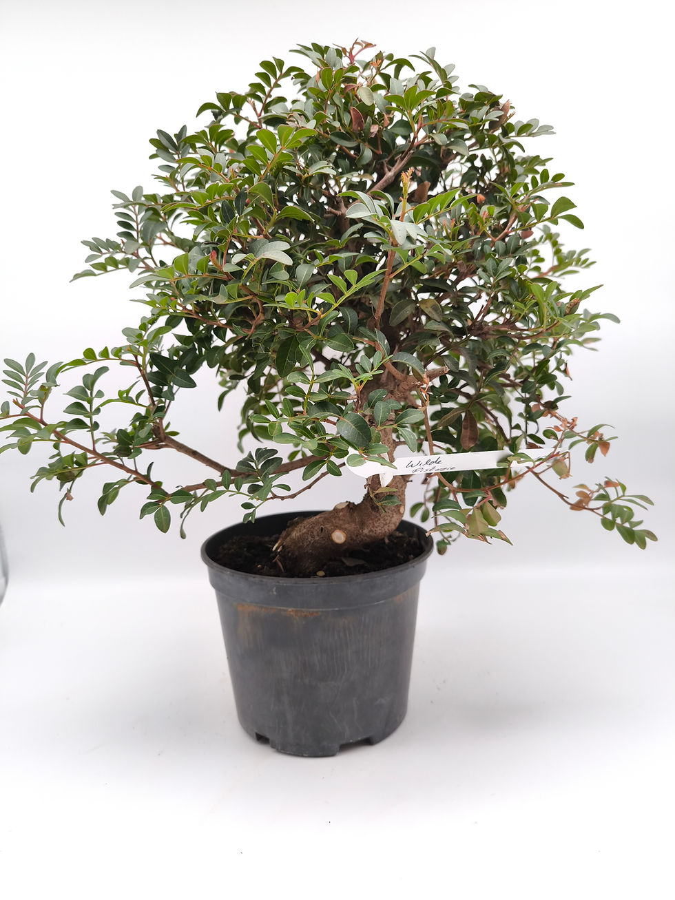 Wilde Pistazie, Mastixstrauch - Pistacia lentiscus, 13 Jahre, Bonsai/ Rohling
