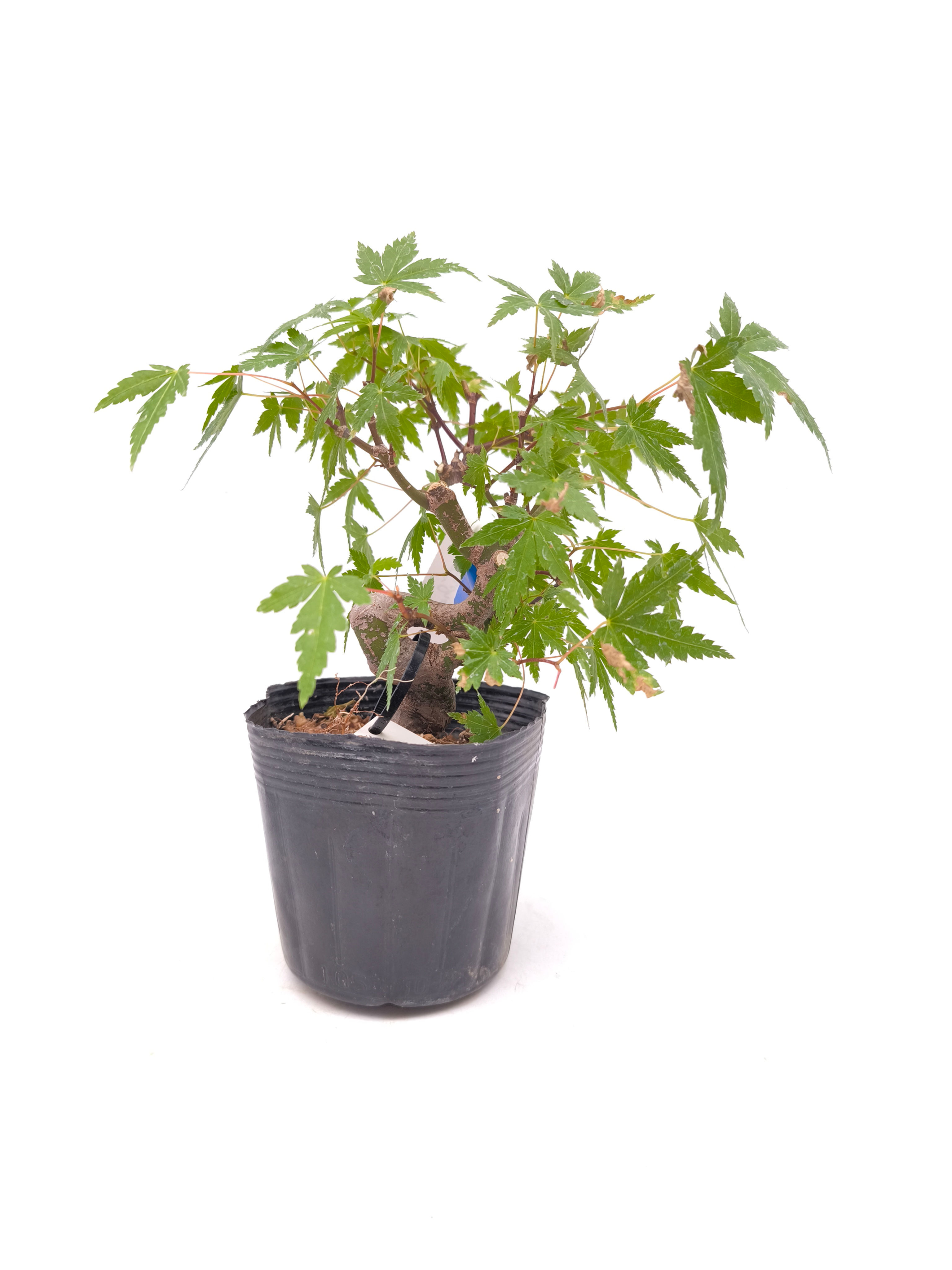 Fächerahorn - Acer palmatum, Bonsai/ Rohling
