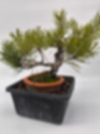 Wald-Kiefer - Pinus sylvestris, Bonsai/ Rohling