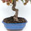 Miniaturbild: Chinesischer Apfel - Malus spectabilis, 13 Jahre, Bonsai/ Rohling