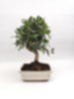Wild-Olive - Olea europaea var. sylvestris, 9 Jahre, Bonsai/ Rohware