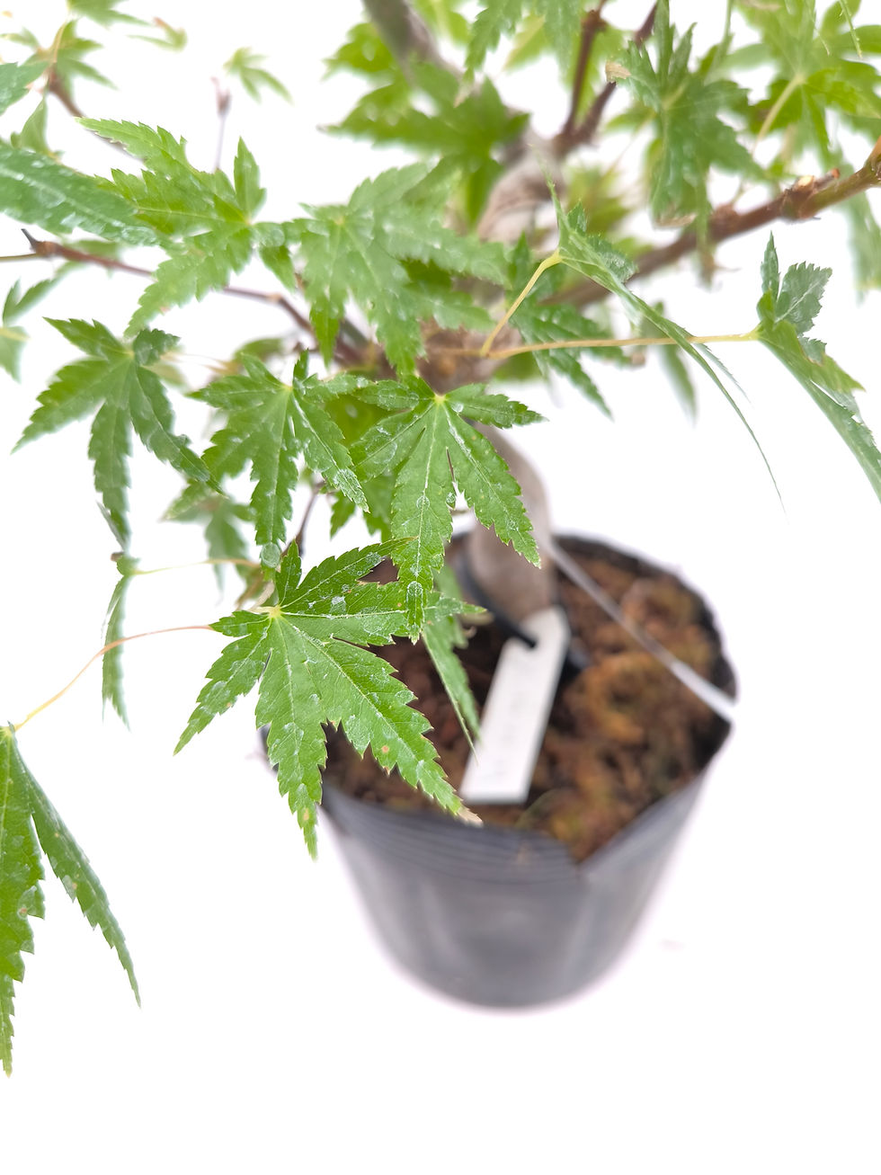 Miniaturbild: Fächerahorn - Acer palmatum, Bonsai/ Rohling
