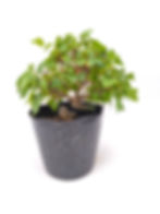 Dreispitz-Ahorn - Acer buergerianum, Bonsai/ Shohin