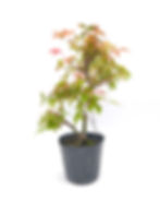 Rotaustreibender Fächerahorn - Acer palmatum 'Deshojo', 13 Jahre, Bonsai/Rohling