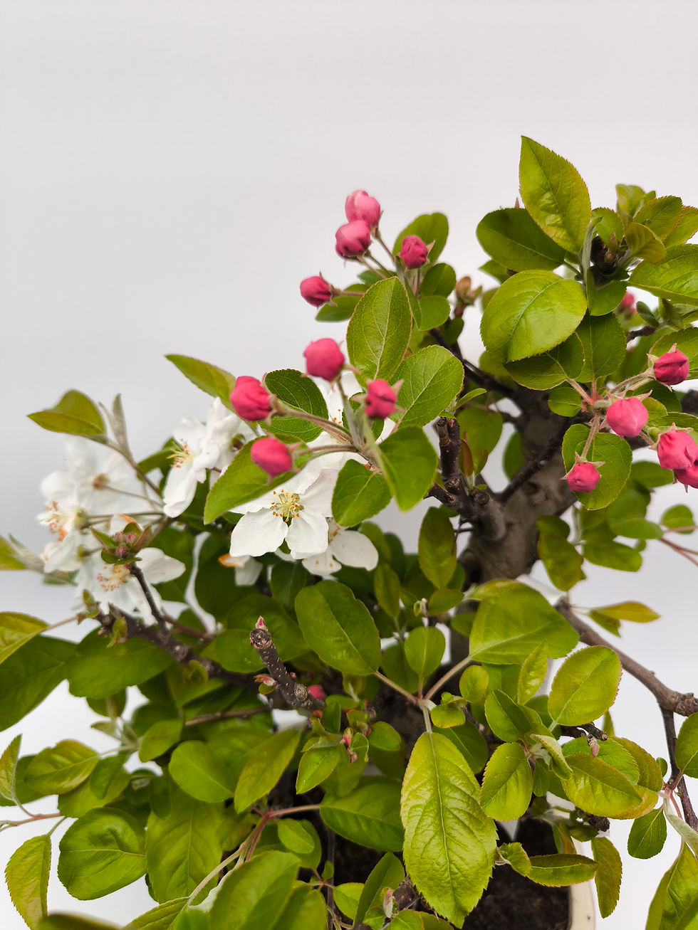 Miniaturbild: Chinesischer Apfel - Malus spectabilis, 13 Jahre, Bonsai/ Rohling