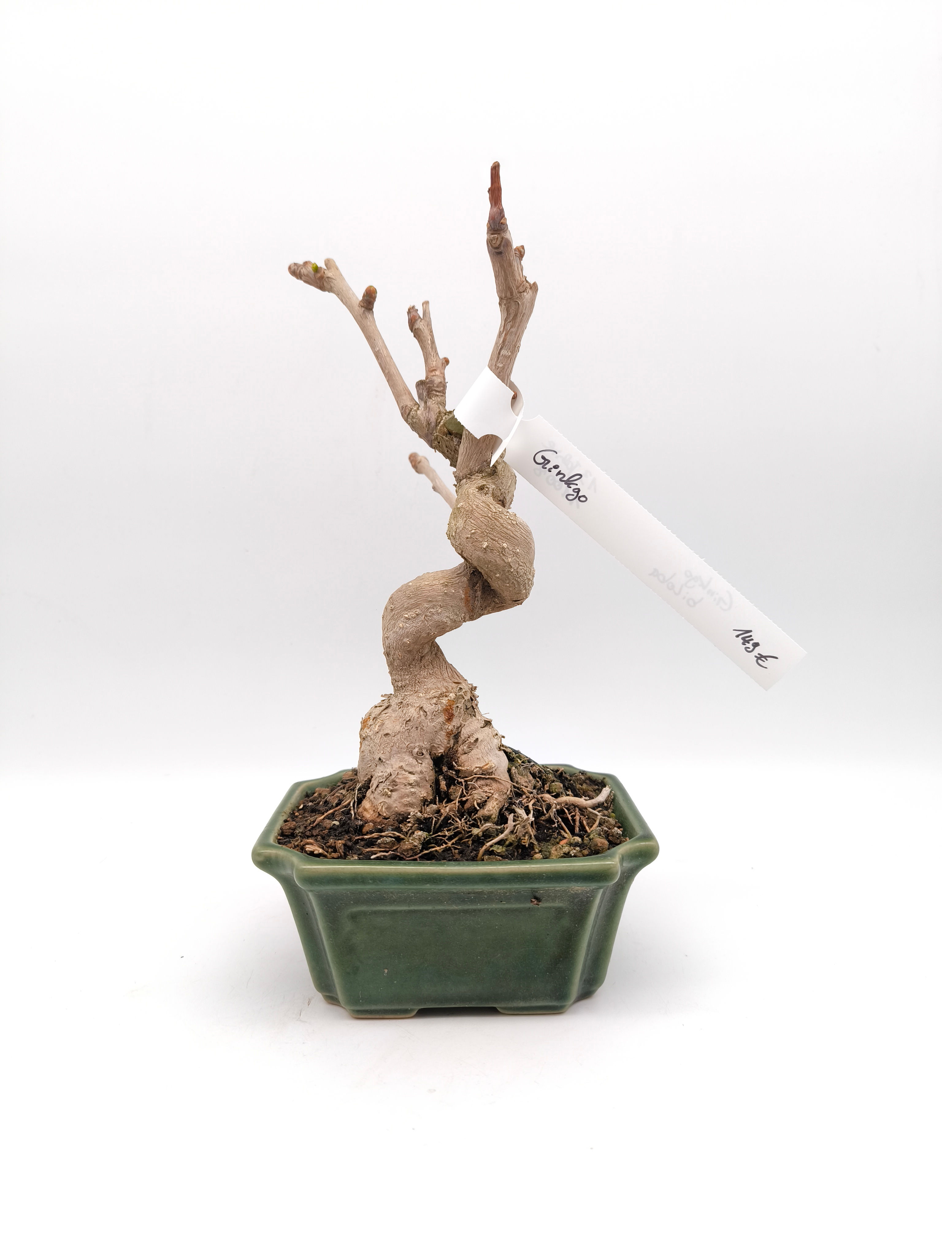 Ginkgo - Ginkgo biloba, 13 Jahre, Bonsai/ Shohin