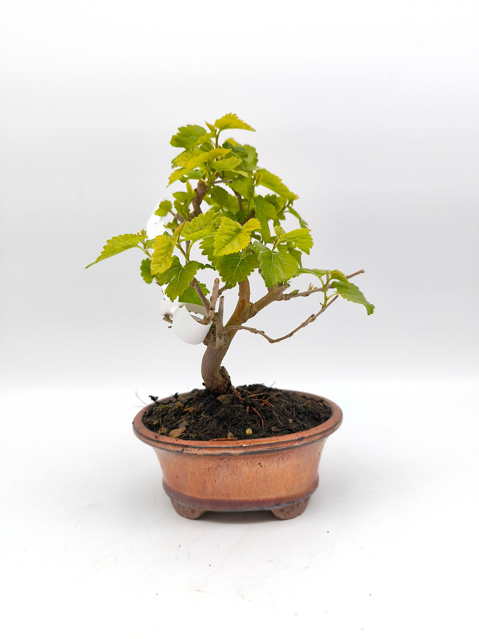 Maulbeere - Morus, 8 Jahre, Bonsai/ Rohling