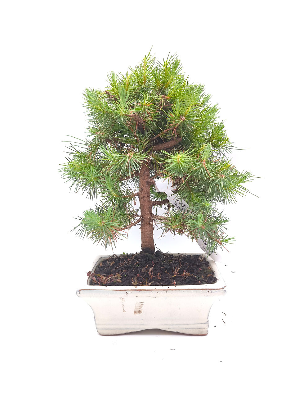 Aleppo-Kiefer - Pinus halepensis, 8 Jahre, Bonsai/ Rohling