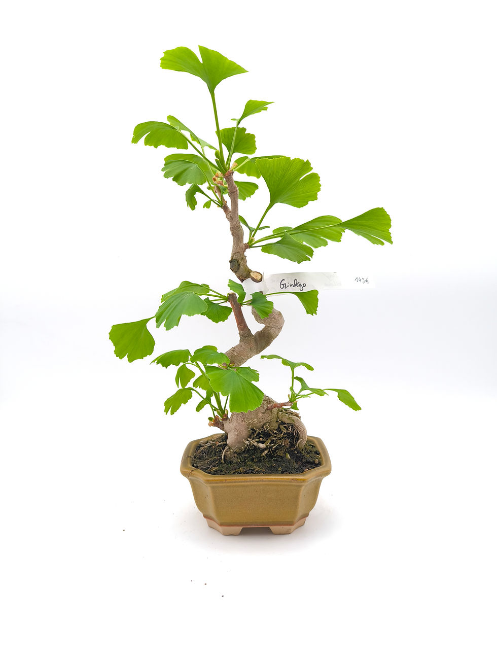Ginkgo - Ginkgo biloba, 13 Jahre, Bonsai/ Shohin