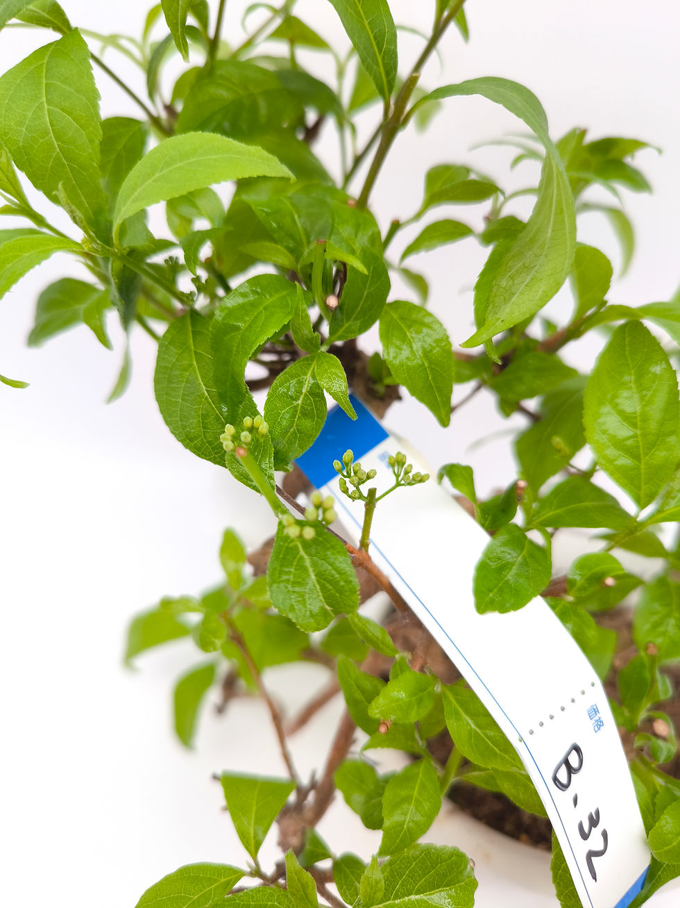 Miniaturbild: Liebesperlenstrauch - Callicarpa, Bonsai/ Shohin
