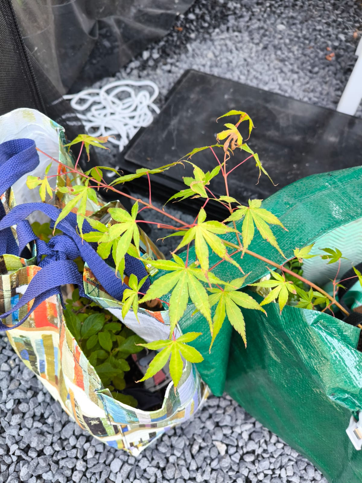 Anke's Fächer-Ahorn - Acerpalmatum 'Orange Dream'
