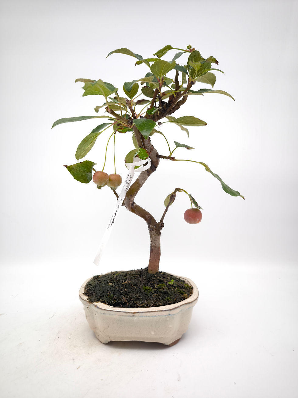 Chinesischer Apfel - Malus spectabilis, 7 Jahre, Bonsai/ Rohling