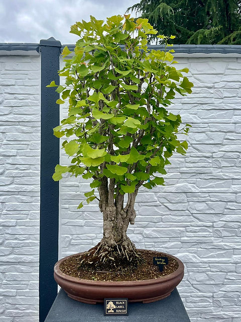 gumtree bonsai AVERGO Bonsai Tree Kit Classic - 5X Unique Japanese Bonzai Trees main image 0