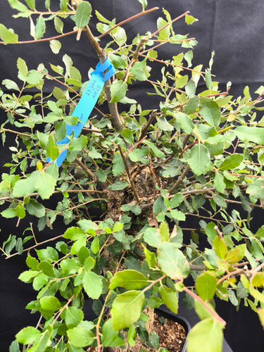 Kork-Eiche - Quercus suber - Bonsai, 27 Jahre | Black Label Bonsai