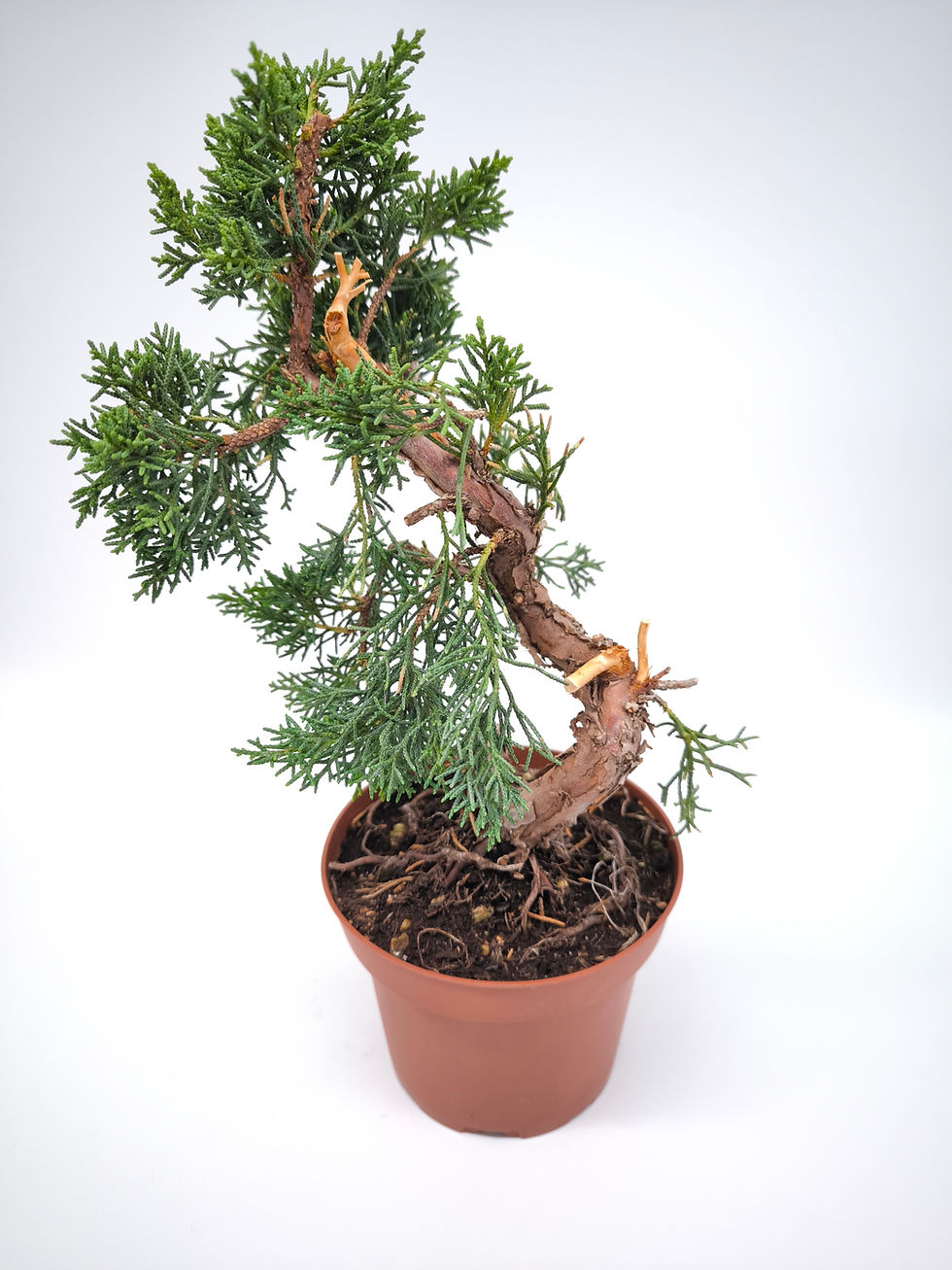 Miniaturbild: Chinesischer Wacholder - Juniperus chinensis 'Kyushu', 10 Jahre, Bonsai/ Rohling