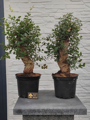 Kork-Eiche - Quercus suber - Bonsai, 22 Jahre | Black Label Bonsai