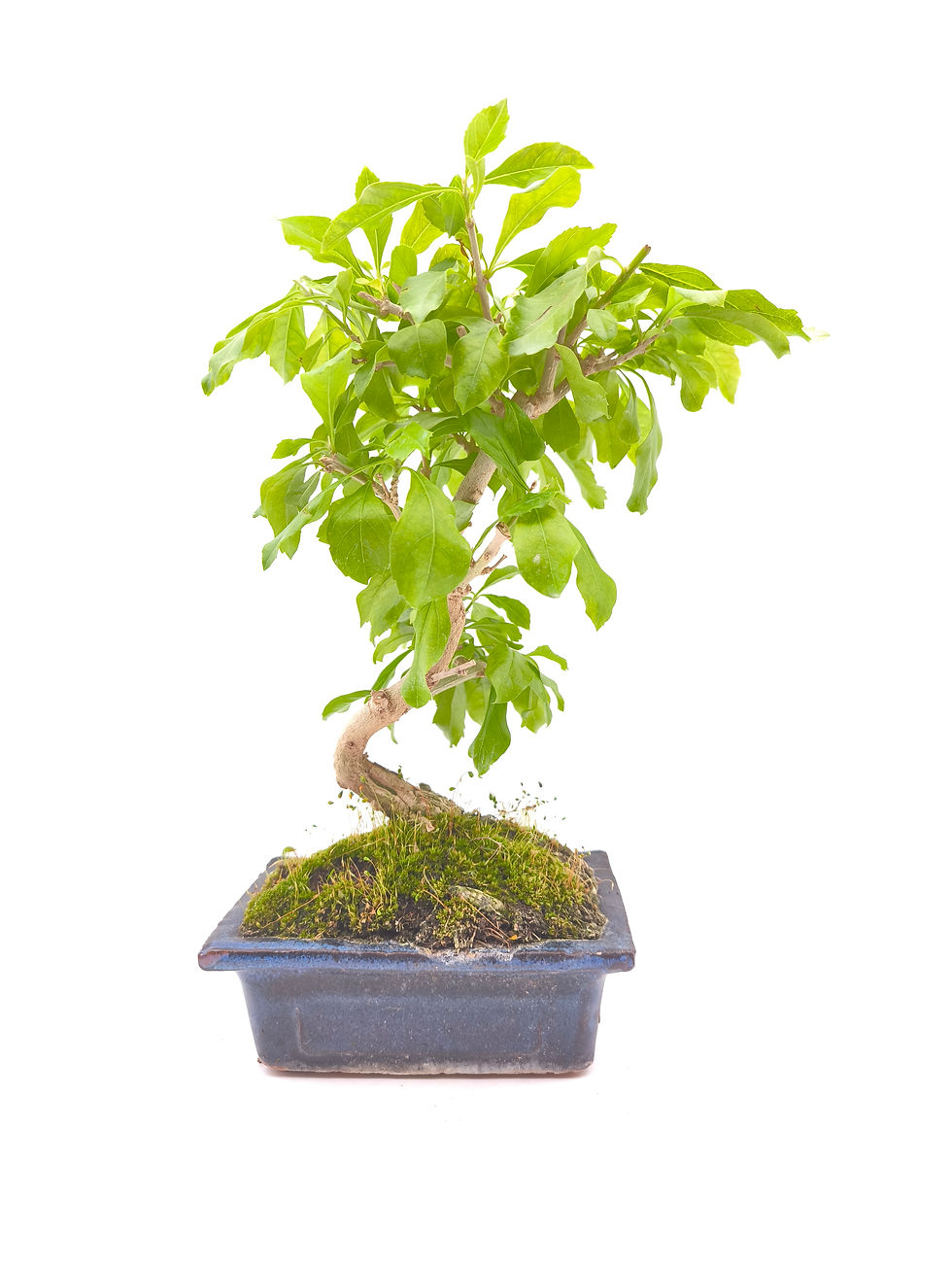 Taubenbeere – Duranta repens, 8 Jahre, Bonsai/ Rohling