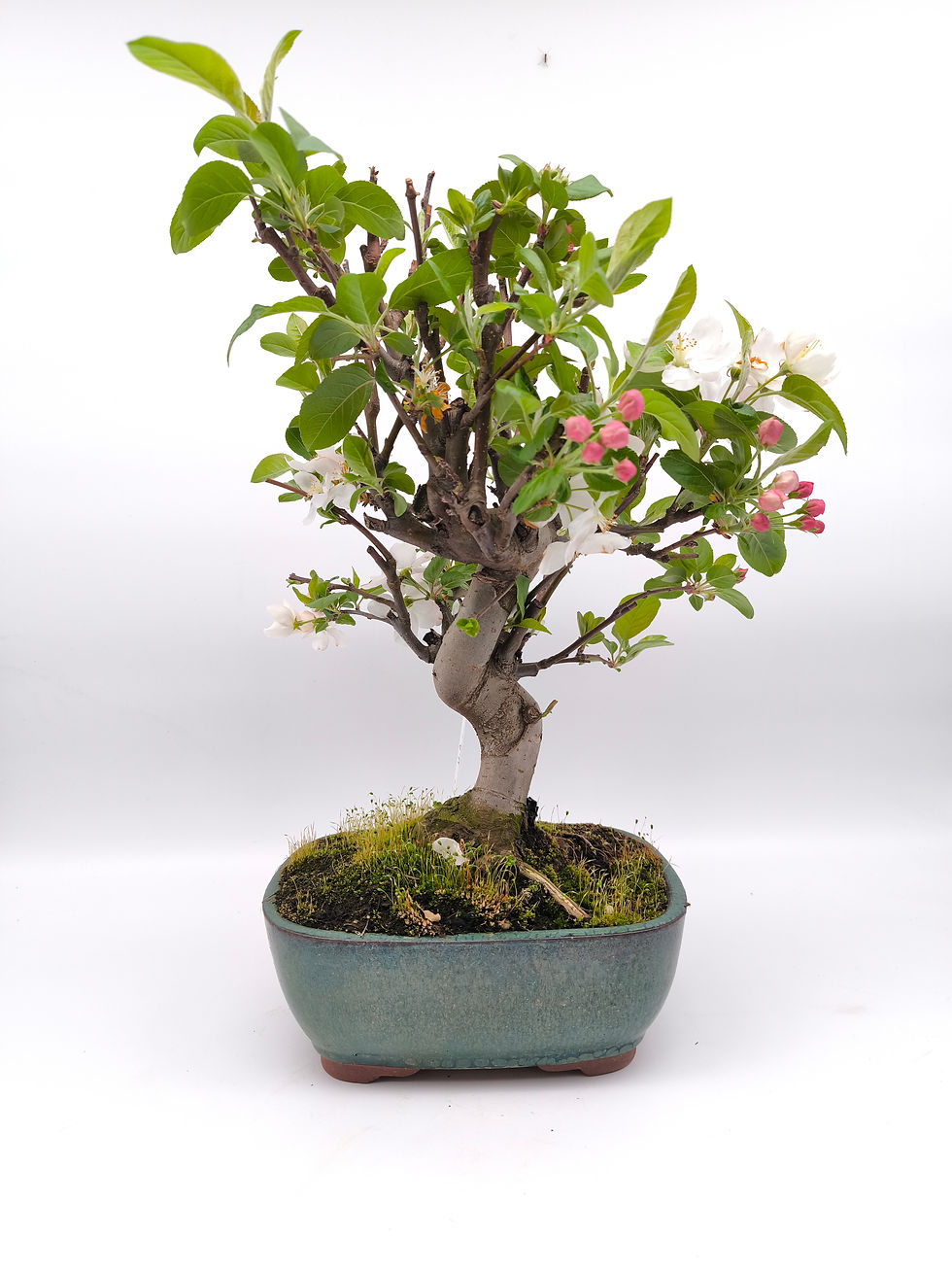 Chinesischer Apfel - Malus spectabilis, 13 Jahre, Bonsai/ Rohling