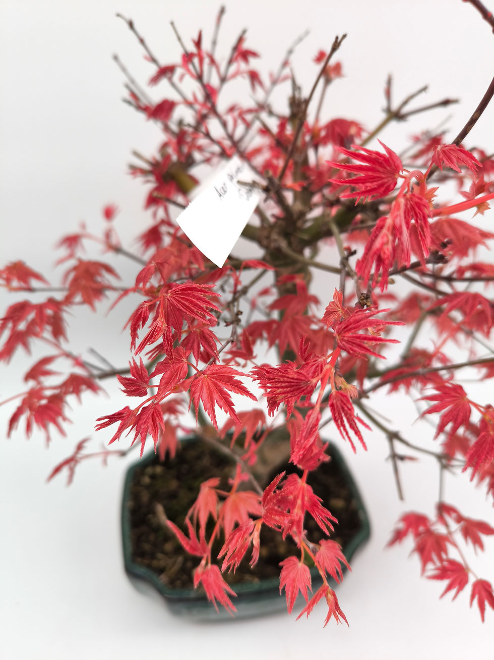 Miniaturbild: Rotaustreibender Fächerahorn - Acer palmatum 'Deshojo', 14 Jahre, Bonsai/Rohling