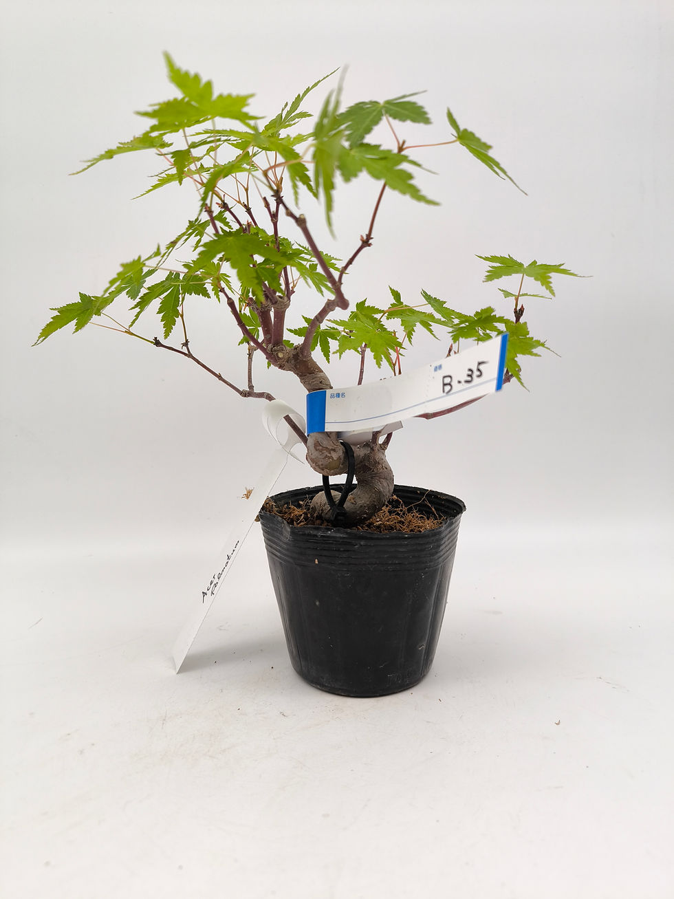 Fächerahorn - Acer palmatum, Bonsai/ Rohling