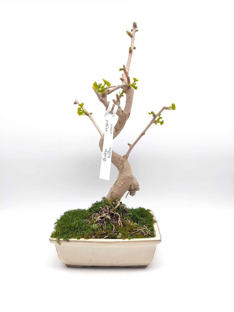 Ginkgo - Ginkgo biloba, 13 Jahre, Bonsai/ Rohling