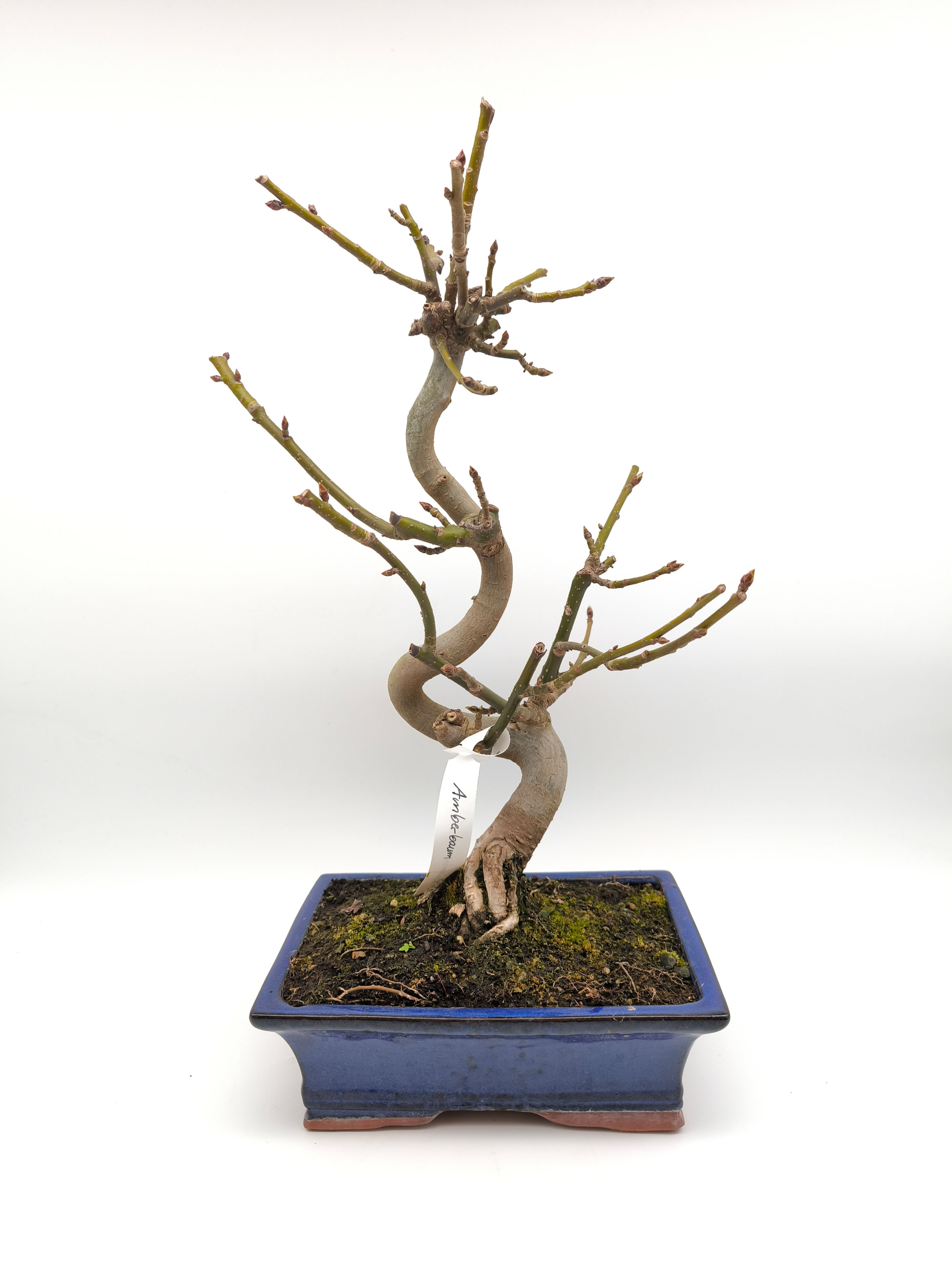 Amberbaum - Liquidambar, 13 Jahre, Bonsai/ Rohling