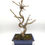 Miniaturbild: Amberbaum - Liquidambar, 13 Jahre, Bonsai/ Rohling