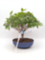 Japanische Zelkove - Zelkova serrata, Bonsai