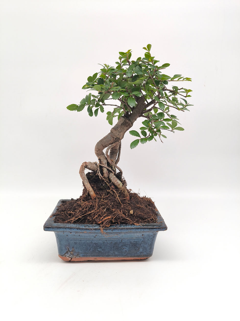 Chinesische Ulme - Zelkova parvifolia, 7 Jahre, Bonsai/ Rohling