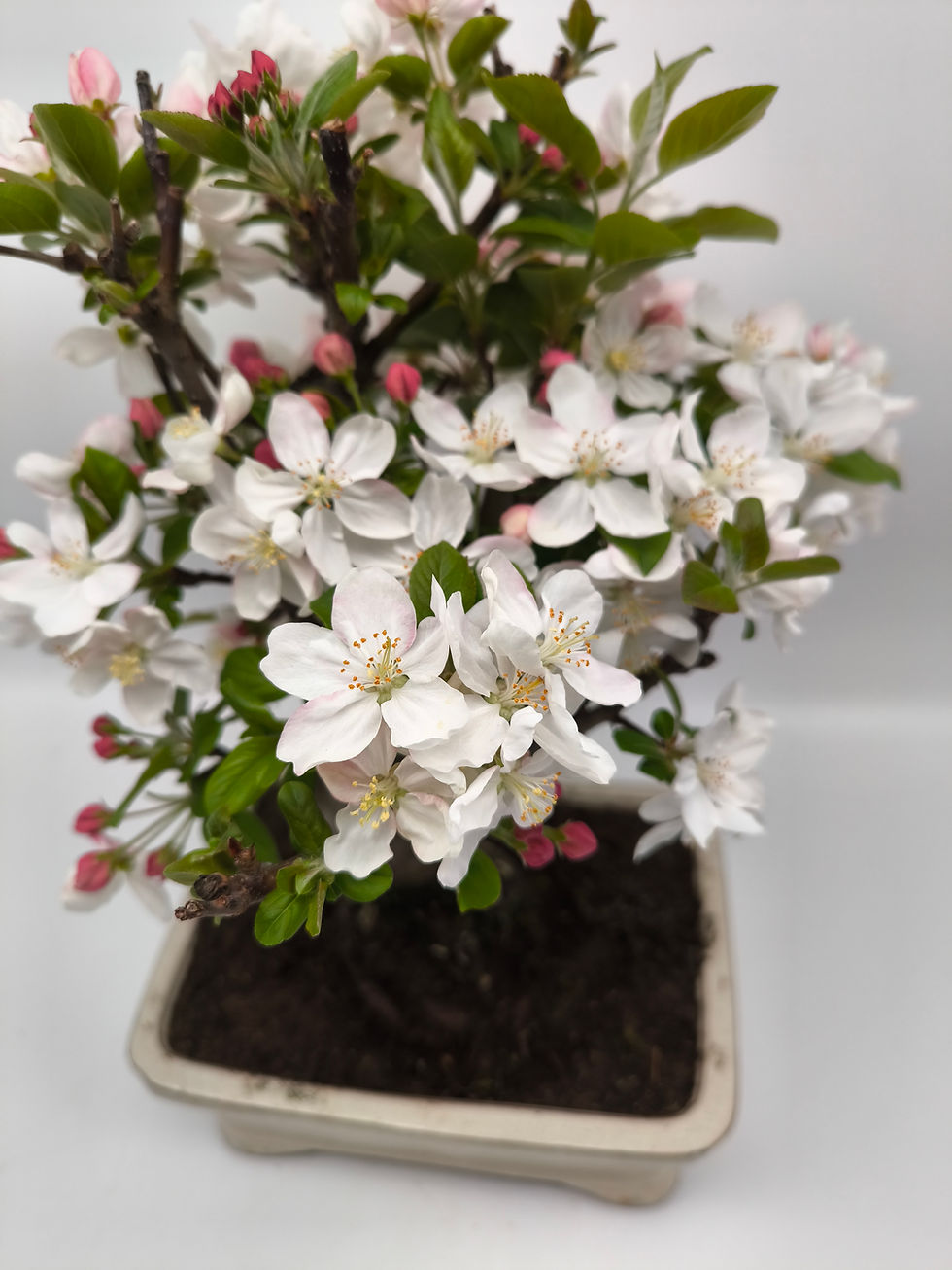 Miniaturbild: Chinesischer Apfel - Malus spectabilis, 13 Jahre, Bonsai/ Rohling