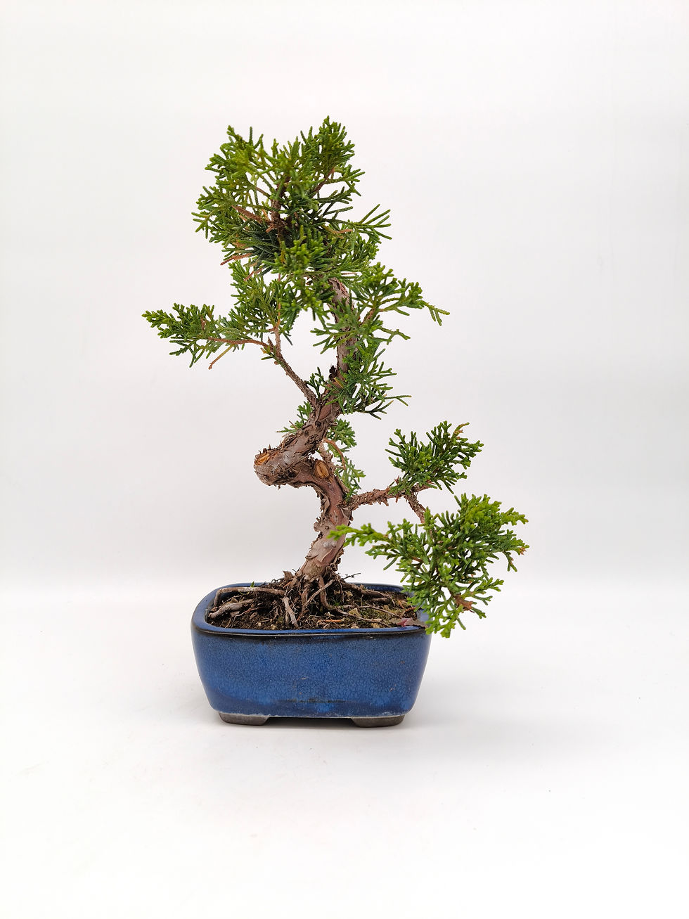 Chinesischer Wacholder - Juniperus chinensis 'Kyushu', 10 Jahre