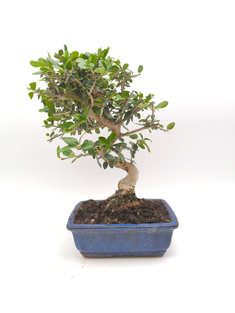 Wild-Olive - Olea europaea var. sylvestris, 9 Jahre, Bonsai/ Rohling