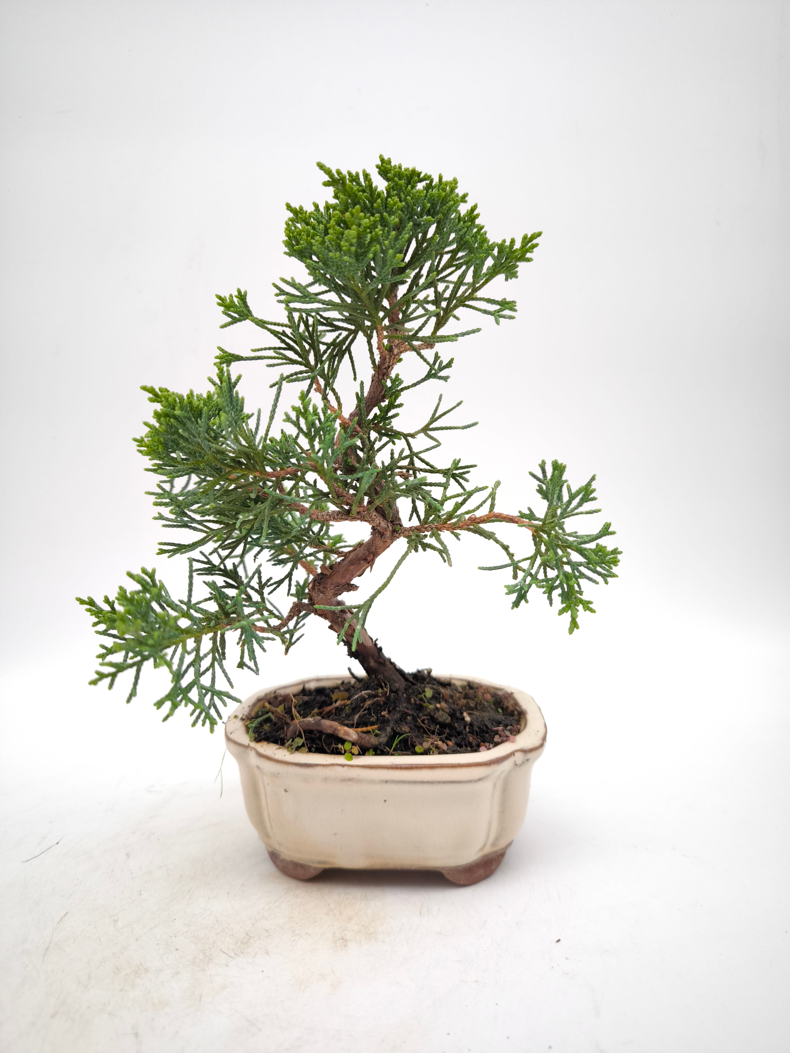 Chinesischer Wacholder - Juniperus chinensis 'Kyushu', 7 Jahre, Bonsai/ Rohling