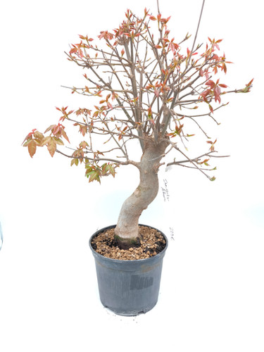 Dreispitz Ahorn - Acer buergerianum, Bonsai/ Rohling | Black Label Bonsai