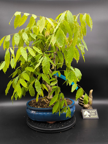 Japanischer Blauregen - Wisteria floribunda, 13 Jahre | Black Label Bonsai