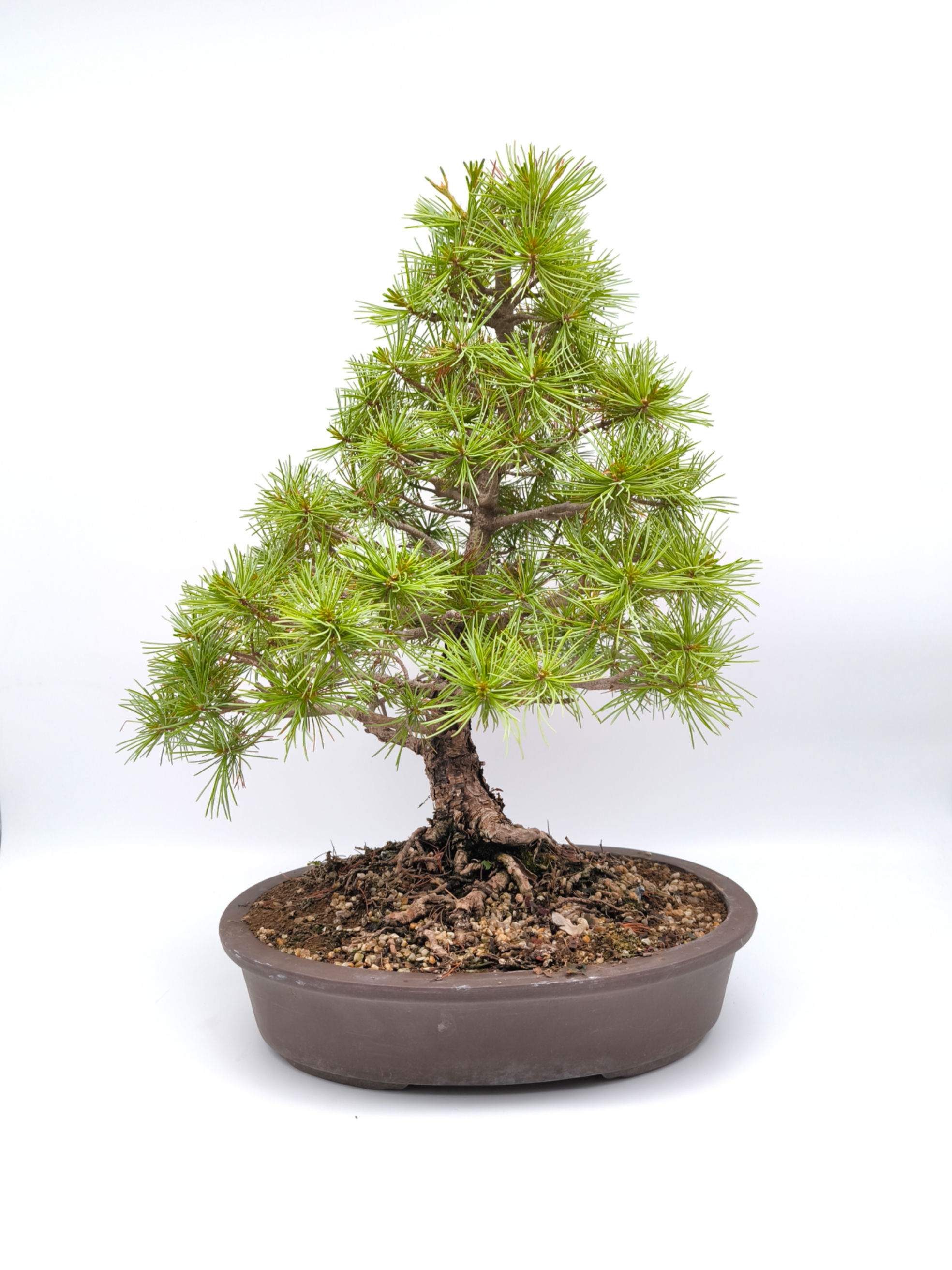 Mädchenkiefer - Pinus parviflora, Bonsai